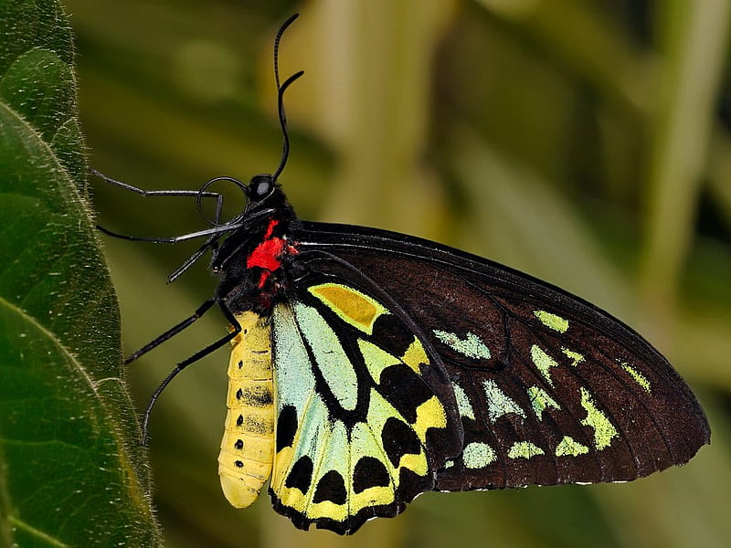 Cairns Birdwing Butterfly, australia, nature, butterfly, animal, HD wallpaper