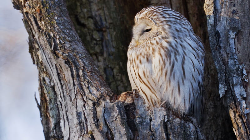 Ural Owl, hokkaido, tree, japan, nest, wild, HD wallpaper