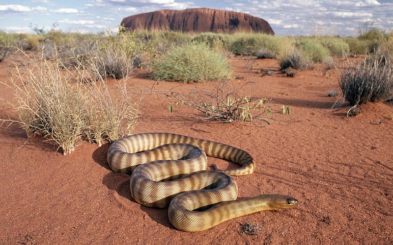 PYTHON FROM OZ, rocks, desert, grass, constrictors, striped, serpents, australia, wildlife, snakes, HD wallpaper