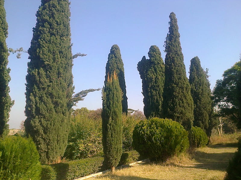 Saroo/ Cypress Plant, beauty, nature, tall trees, evergreen, HD wallpaper