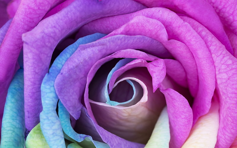 multi-colored rose, rosebud, purple rose petals, beautiful flower, macro, HD wallpaper