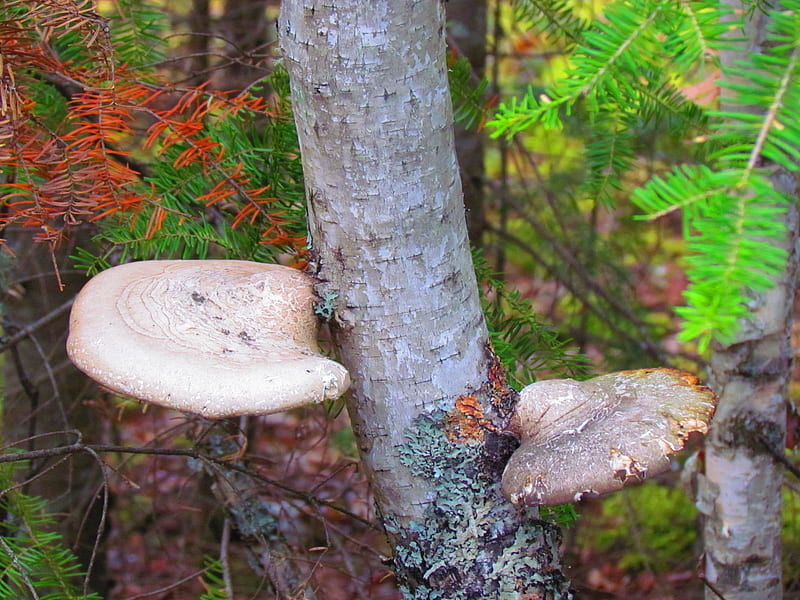 Fungi on a Birch tree, forest, tree, fungi, mushroom, birch, nature, HD wallpaper