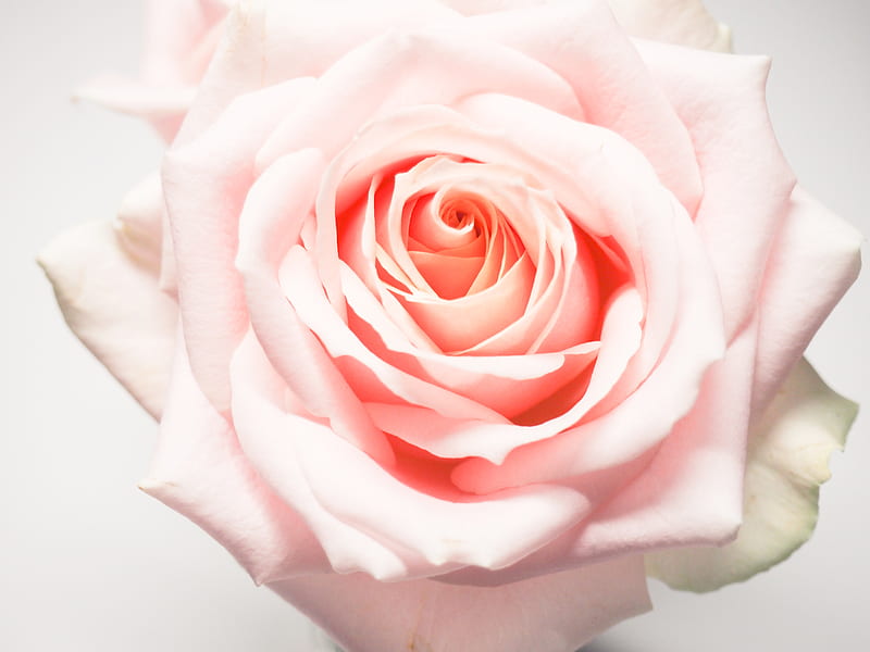 Macro graphy of Pale-pink Rose, HD wallpaper