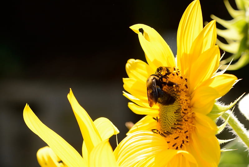 Bee at work, bee, honeybees, carpenter bees, sunflower, bees, HD wallpaper