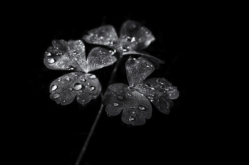 Simple is Beautiful, black and white, drops, rain, clover, HD wallpaper