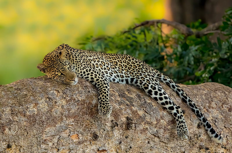 Cats, Leopard, Wildlife, HD wallpaper
