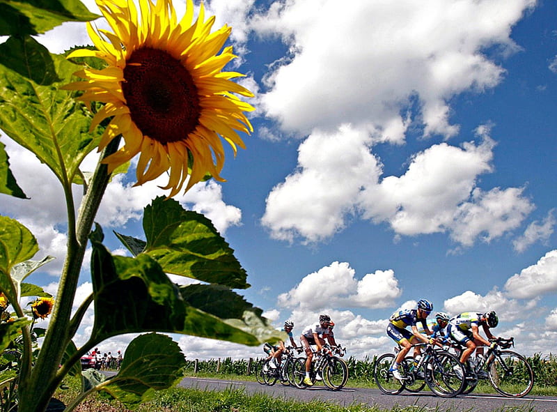 2012 Tour de France, racing, bikes, sunflower, road, HD wallpaper