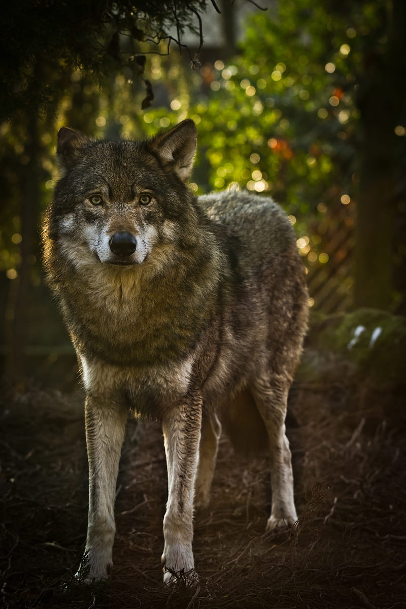wolf, predator, gray, animal, HD phone wallpaper
