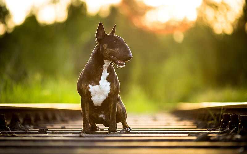 Bull Terrier, railway, dogs, brown Bull Terrier, bokeh, pets, Bull Terrier Dog, HD wallpaper