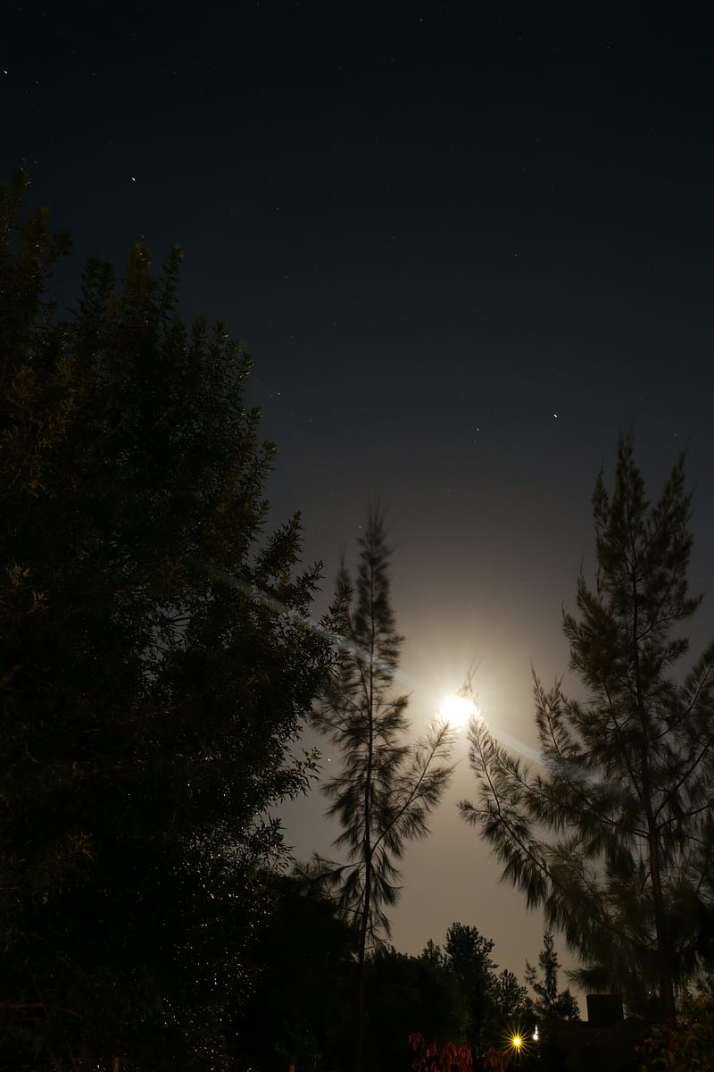 night, moon, glow, bright, rays, trees, HD phone wallpaper