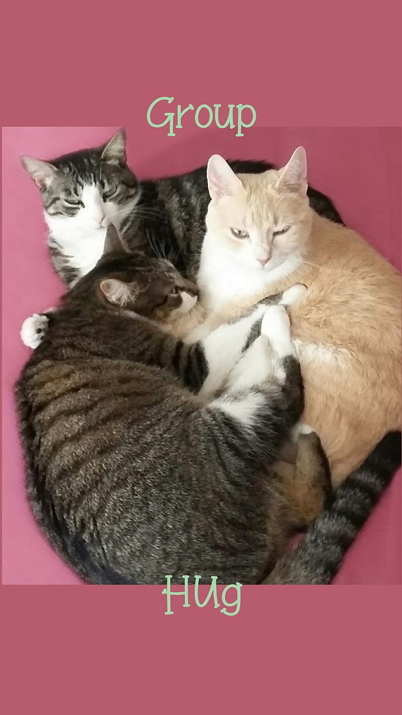Group Hug Cats, cuddle, embrace, felines, kitties, sayings, snuggle, HD phone wallpaper
