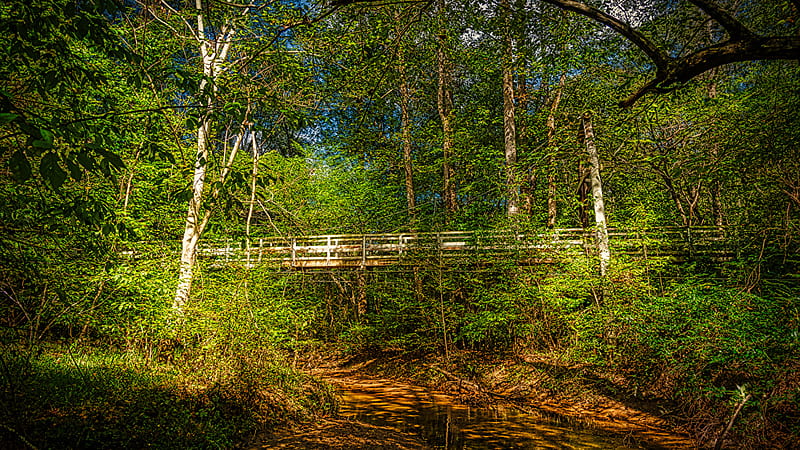 Wood Bridge Above Water Between Green Trees Forest Background During Daytime Nature, HD wallpaper