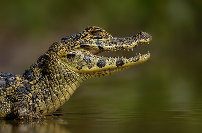 Caiman Ultra, Animals, Reptiles & Frogs, Crocodile, reptile, Alligator, HD wallpaper