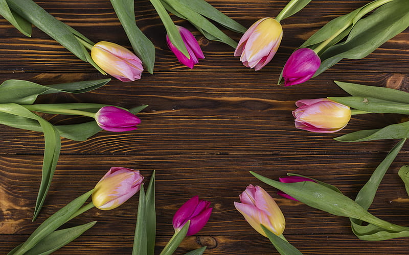 frame with tulips, wooden brown background, spring flowers, tulips on wooden background, frame of flowers, HD wallpaper