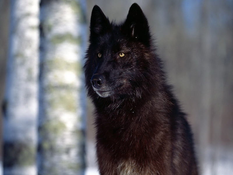 Predator Eyes Black Wolf, predator, black, nature, eyes, Wolf, animals ...