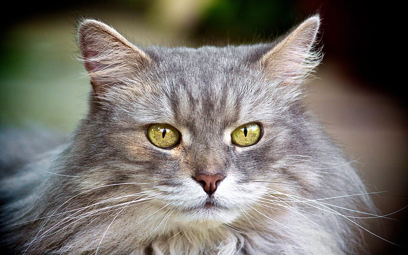 cat face furry gray-Animal, HD wallpaper