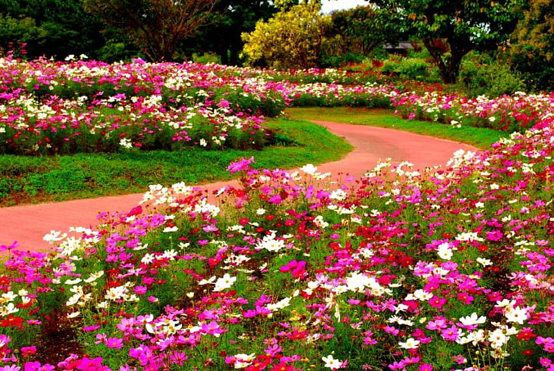Flores de primavera, camino, flores, primavera, parque, Fondo de pantalla  HD | Peakpx