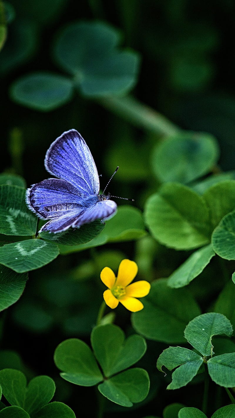 Purple butterfly on clover leaf , purple butterfly, green, yellow flower, HD phone wallpaper
