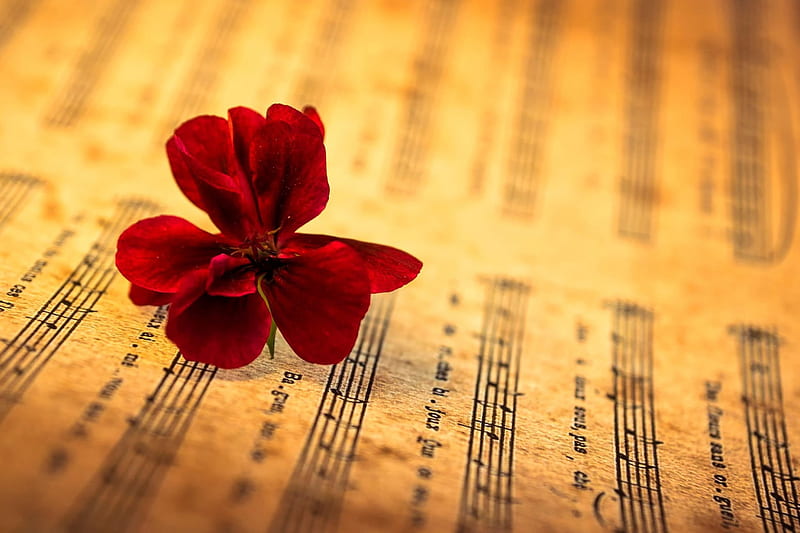 With Love, music, flower, flowers, nature, petals, HD wallpaper | Peakpx
