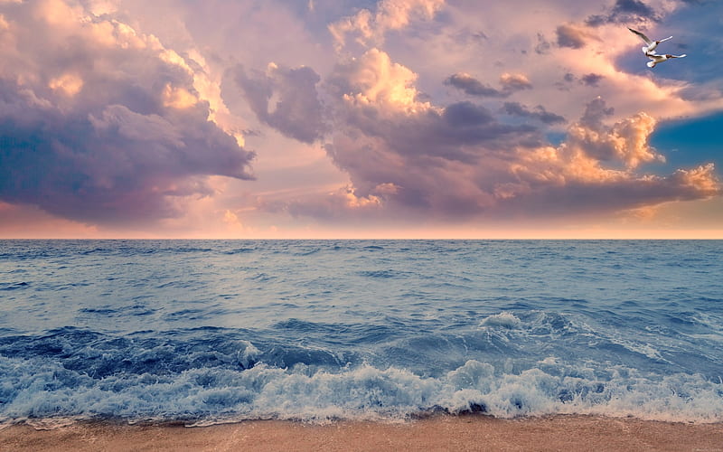 coast, seascape, sunset, sea, evening, waves, clouds, seagulls, HD wallpaper