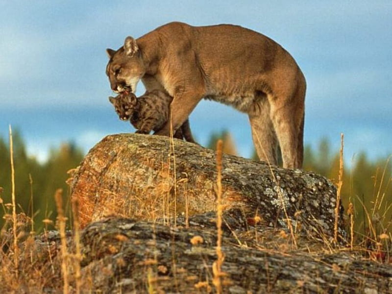 motherly love, cub, mountain lion, love of a mother, HD wallpaper