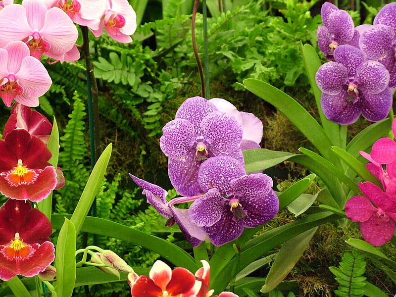 Display Orchids, garden, flowers, orchids, tropical, HD wallpaper