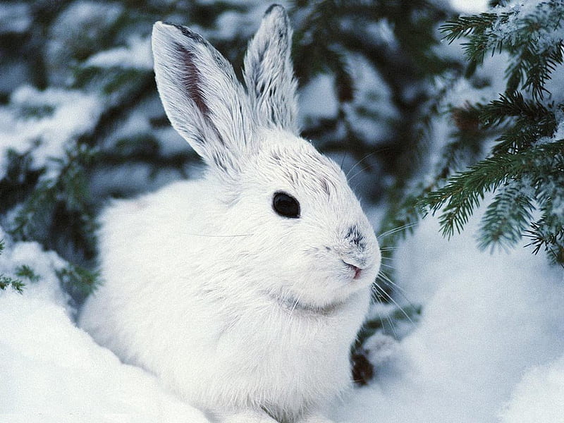 Nice rabbit COPITO, rabbit, snow, rodent, animal, sweet, HD wallpaper