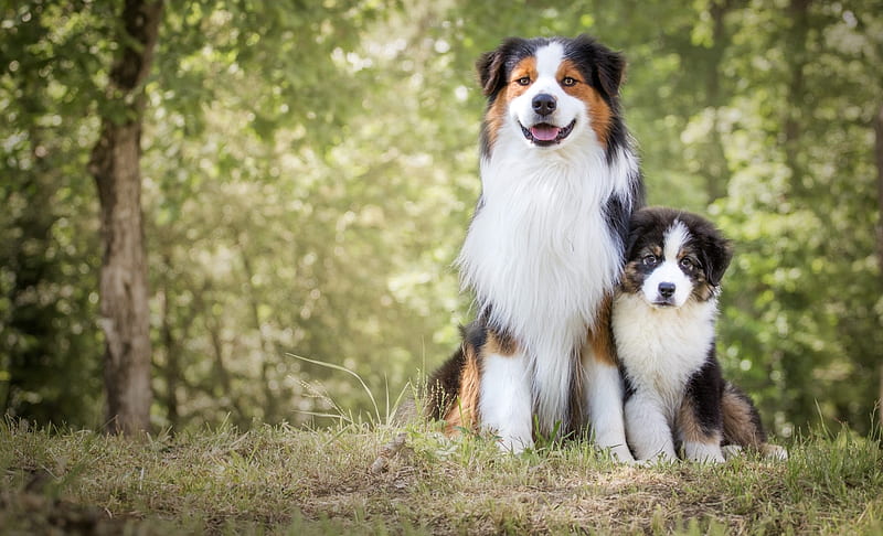 Father And Son, cute, border collie, animals, dogs, HD wallpaper