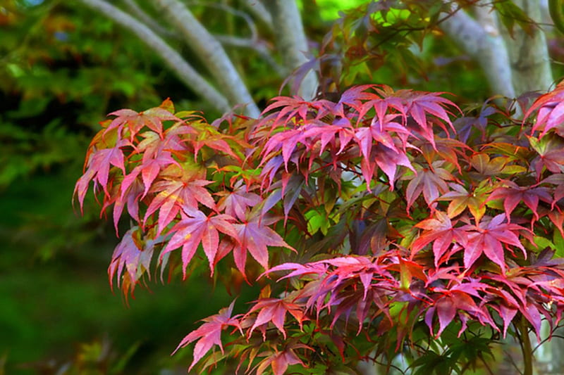 Japanese, maple, orange, pink, Nature, HD wallpaper