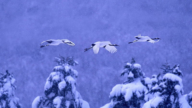 Cranes, hokkaido, japan, bird, national park, crane, white, blue, winter, HD wallpaper