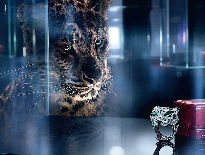 add jewel commercial jaguar advertise cat ring pisici HD