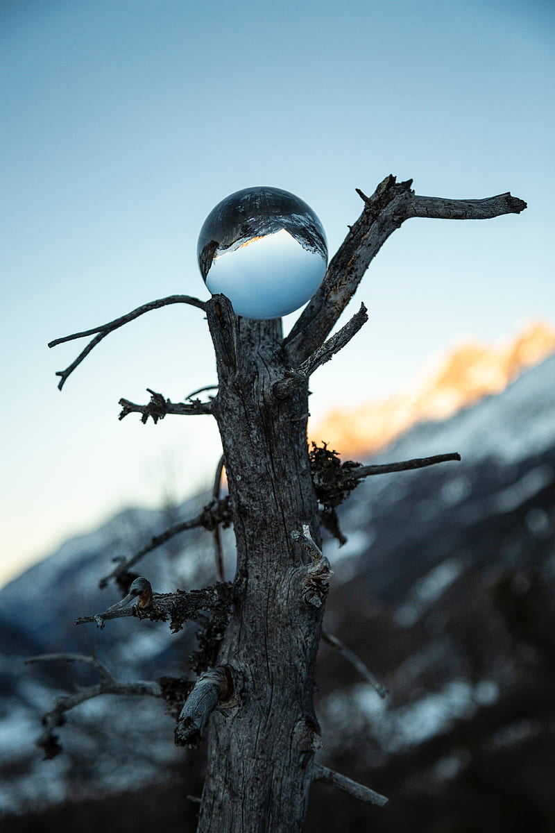 tree, ball, glass, reflection, HD phone wallpaper