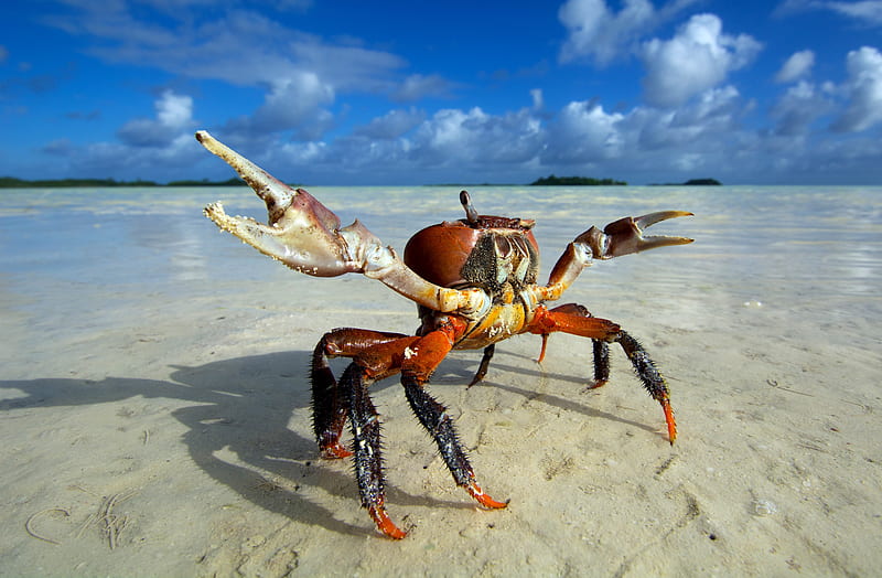 Crab, crab, animals, HD wallpaper