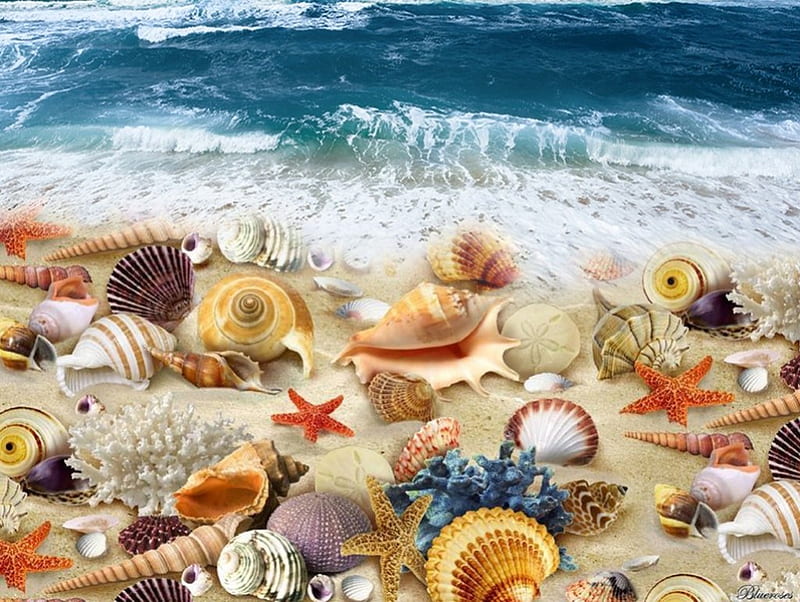~*~Treasures of the sea~*~, sea life, corals, barnacles, starfish, sea, beach, sand, clams, summer, seaside, nature, shells, blue, HD wallpaper