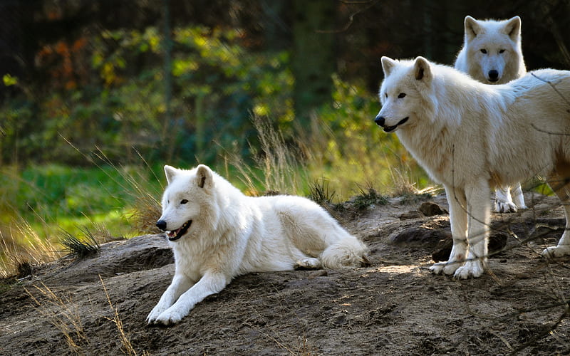 Polar wolf, flock, predators, dangerous animals, white wolves, summer, zoo, HD wallpaper