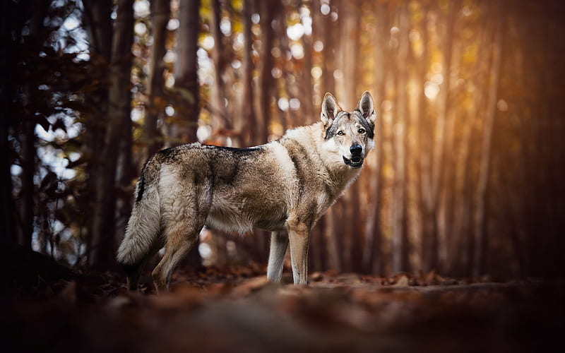 1080P free download | Saarloos wolfdog, big gray dog, wolf, forest ...