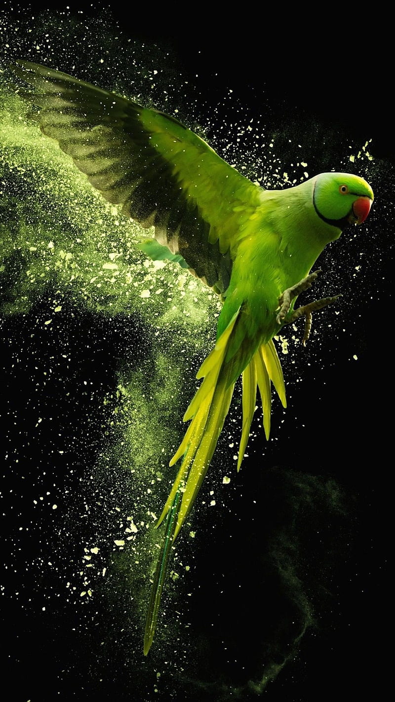 Power of flying, bird, birds, fly, green, nature, parrot, parrots, HD phone  wallpaper | Peakpx