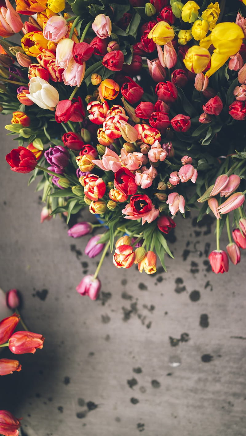 Tulips, colors, flowers, HD phone wallpaper