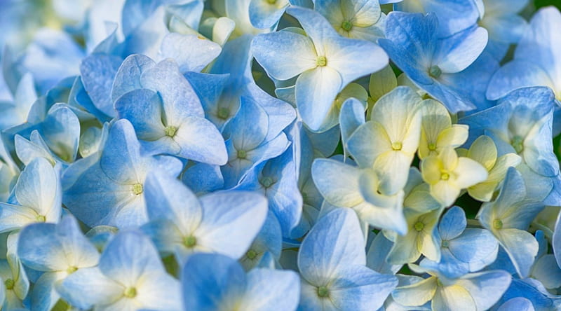 Hortensia azul, flores, pétalos, ramo, macro, Fondo de pantalla HD | Peakpx