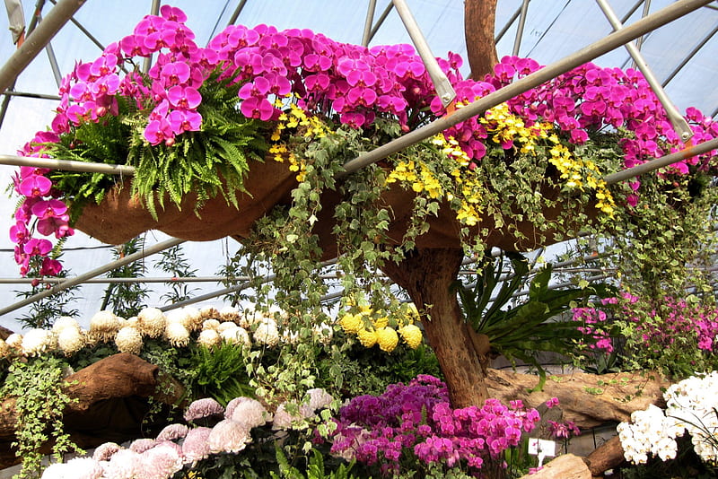 Flower exhibition, flower, colorful, exhibition, plants, HD wallpaper
