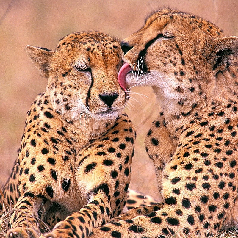 Lovely Cheetahs, love, HD phone wallpaper