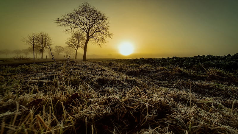 Frosty Morning in Northern Germany, trees, sun, ice, sunrise, fields, landscape, HD wallpaper