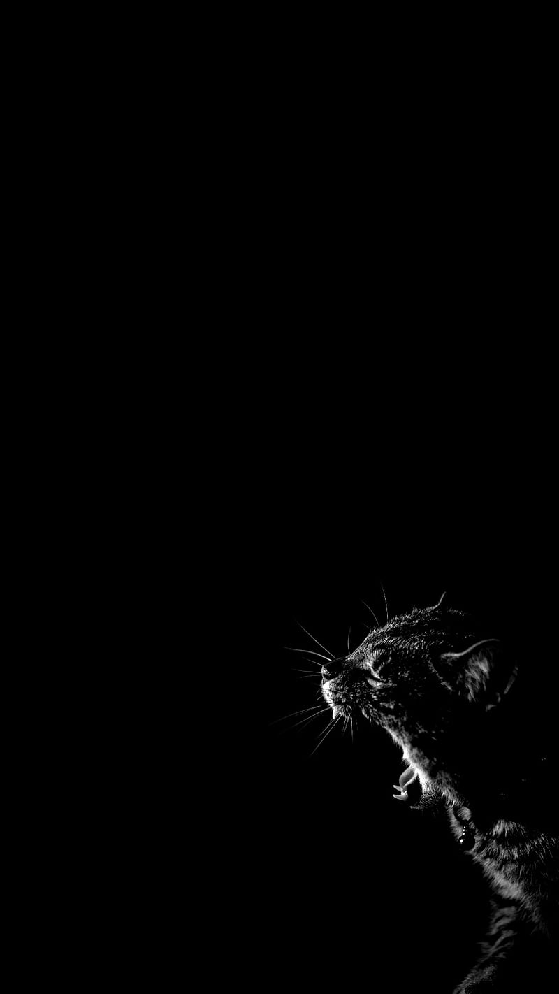 Cat, black, full roar, HD phone wallpaper