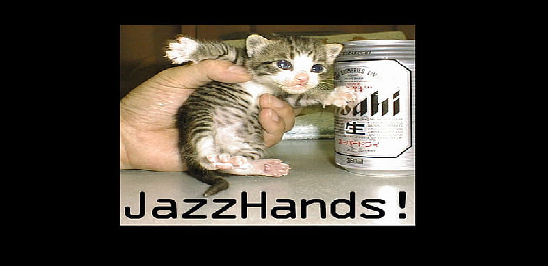 Jazz hands!, hand, kitchen, small, kitty, HD wallpaper