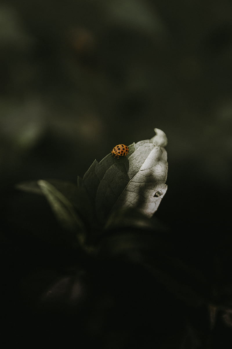 ladybug, insect, leaf, green, macro, HD phone wallpaper