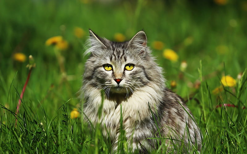 gray fluffy cat, field, green grass, Siberian cat, yellow wildflowers, HD wallpaper