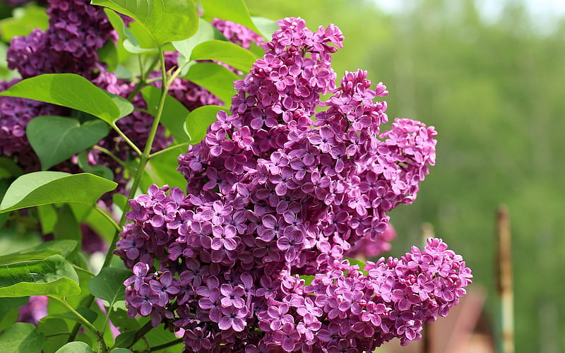 lilac, spring purple flowers, a branch of lilac, trees, spring, HD wallpaper