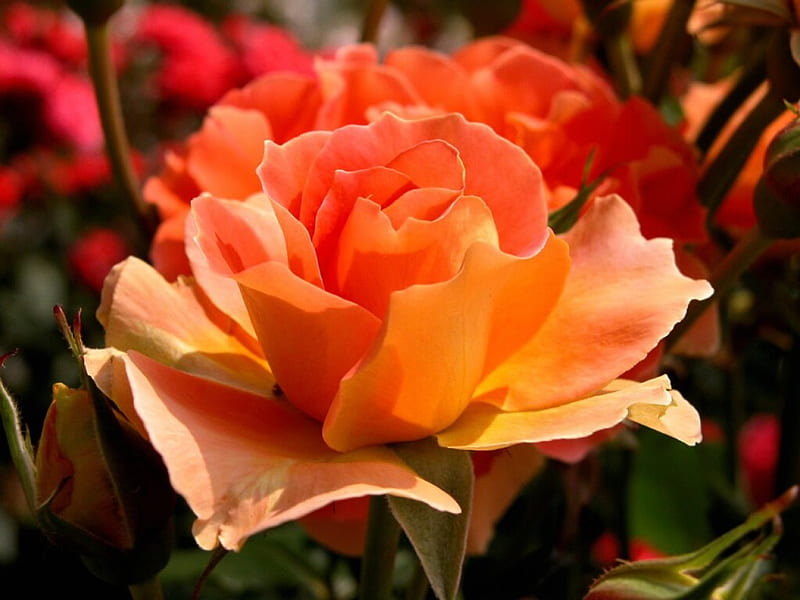 Rose for my dear Adi, Rose, Orange, Nature, Flower, HD wallpaper