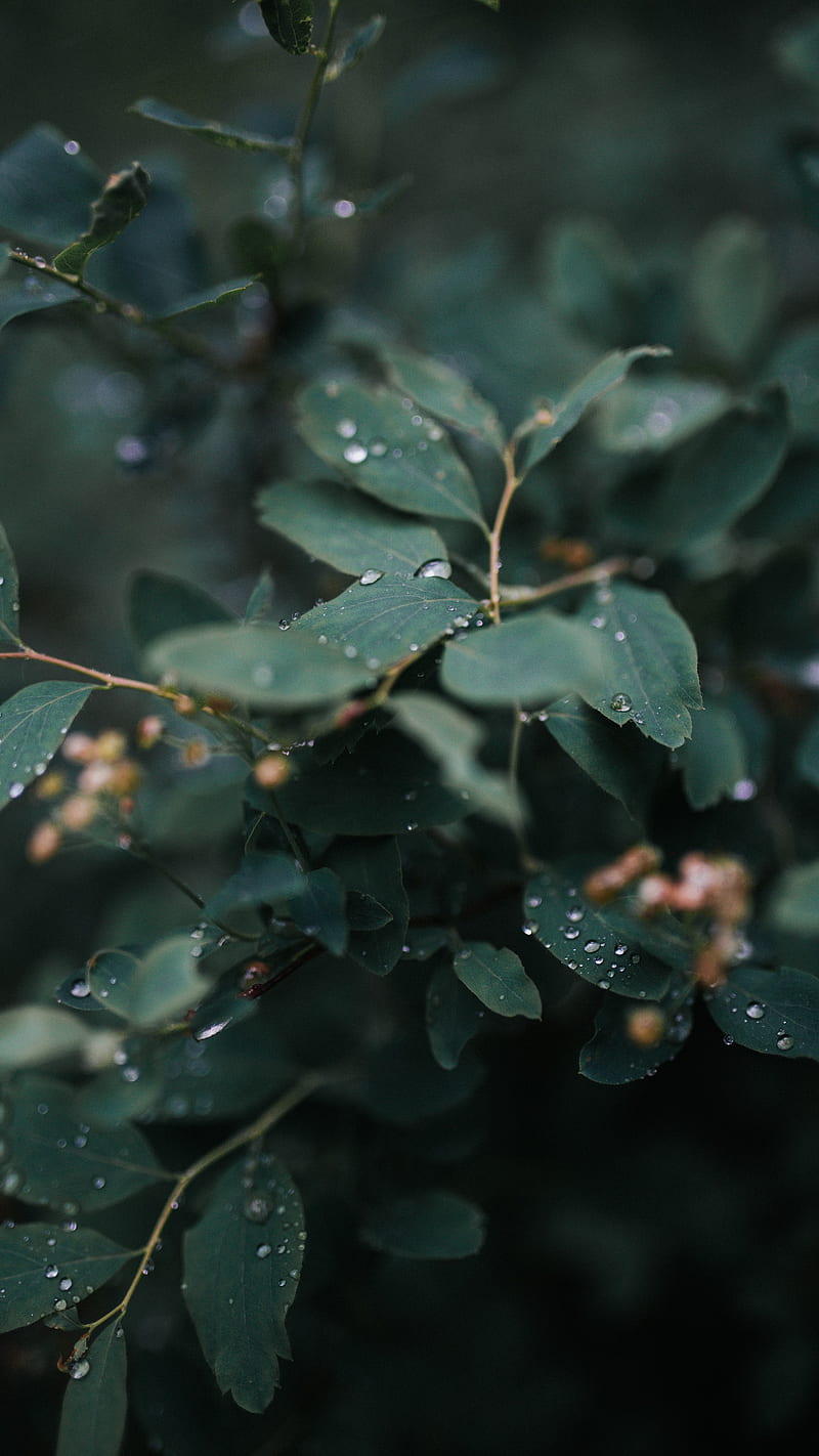 leaves, plant, drops, macro, wet, HD phone wallpaper
