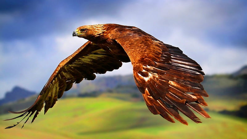 RED -TAILED HAWK, predator, majestic, bird of prey, flight, HD wallpaper |  Peakpx